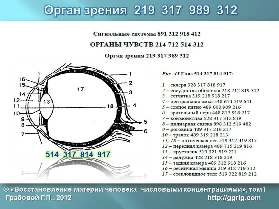 Органы чувств строение органов зрения