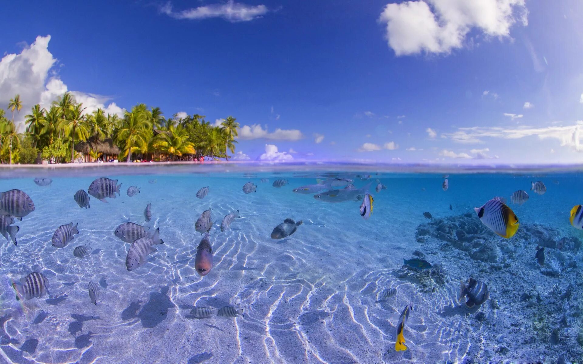 Жизнь в океане сконцентрирована на мелководье. Мальдивы Лагуна риф. Парадиз остров Карибского моря. Красота океана. Красивый остров в океане.