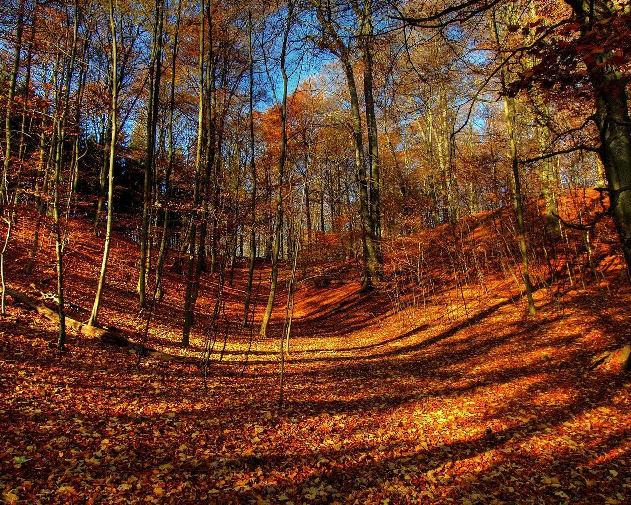 Может ли вас взволновать красота осеннего леса. Осенний лес. Осень в лесу. Лес осенью. Красивый осенний лес.