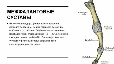 Межфаланговые суставы