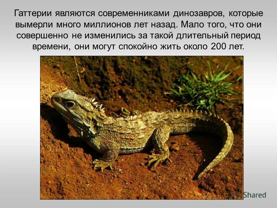 гаттерия эволюция. примеры живых ископаемых. гаттерия живое ископаемое почему. отряд клювоголовые характеристика. латимерия окаменелость.