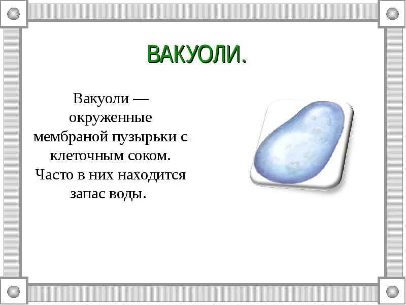 Сеть вакуолей функции