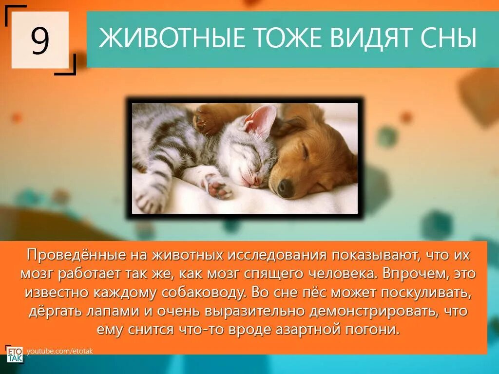 Увидеть во сне животных. Интересные факты о сне у животных. интересных снов. интересные факты о сне. удивительные факты о сне.