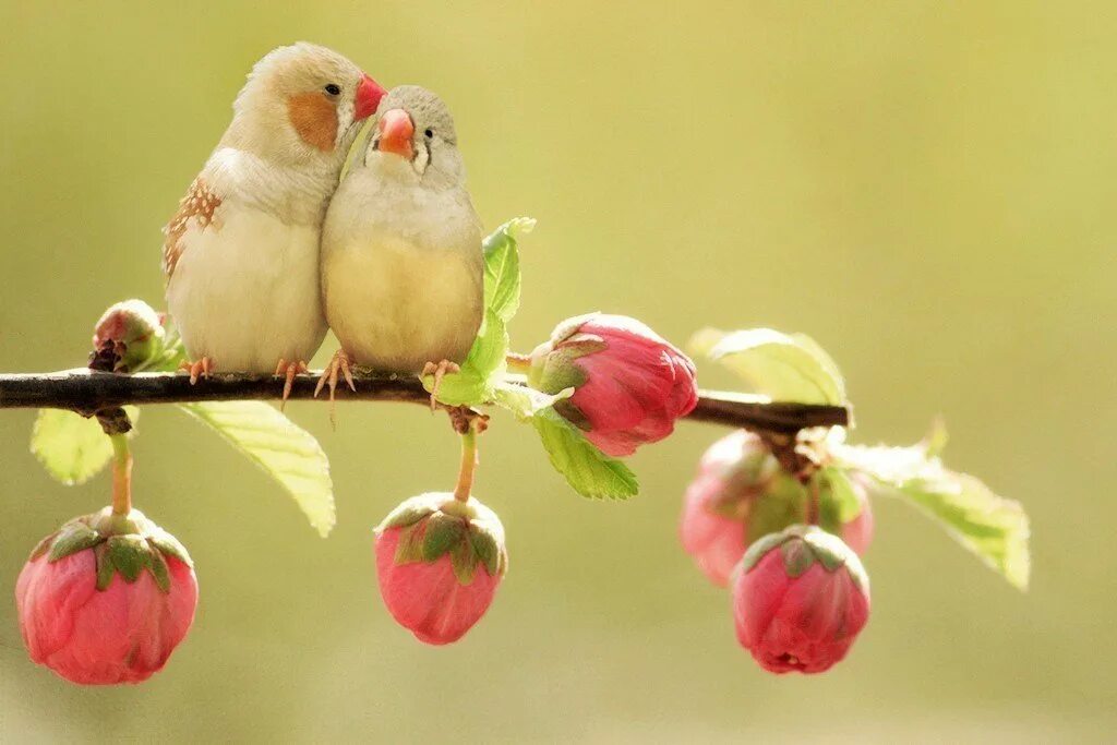 Открытка с добрым утром весенняя красивая прикольная. Нежные птицы. Птица любви.