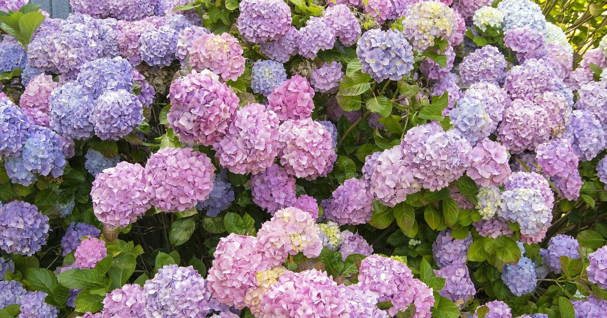 Метельчатые : HYDRANGEA SAMARSKYA LYDIA-ГОРТЕНЗИЯ МЕТЕЛЬЧАТАЯ САМАРСКАЯ ЛИДИЯ