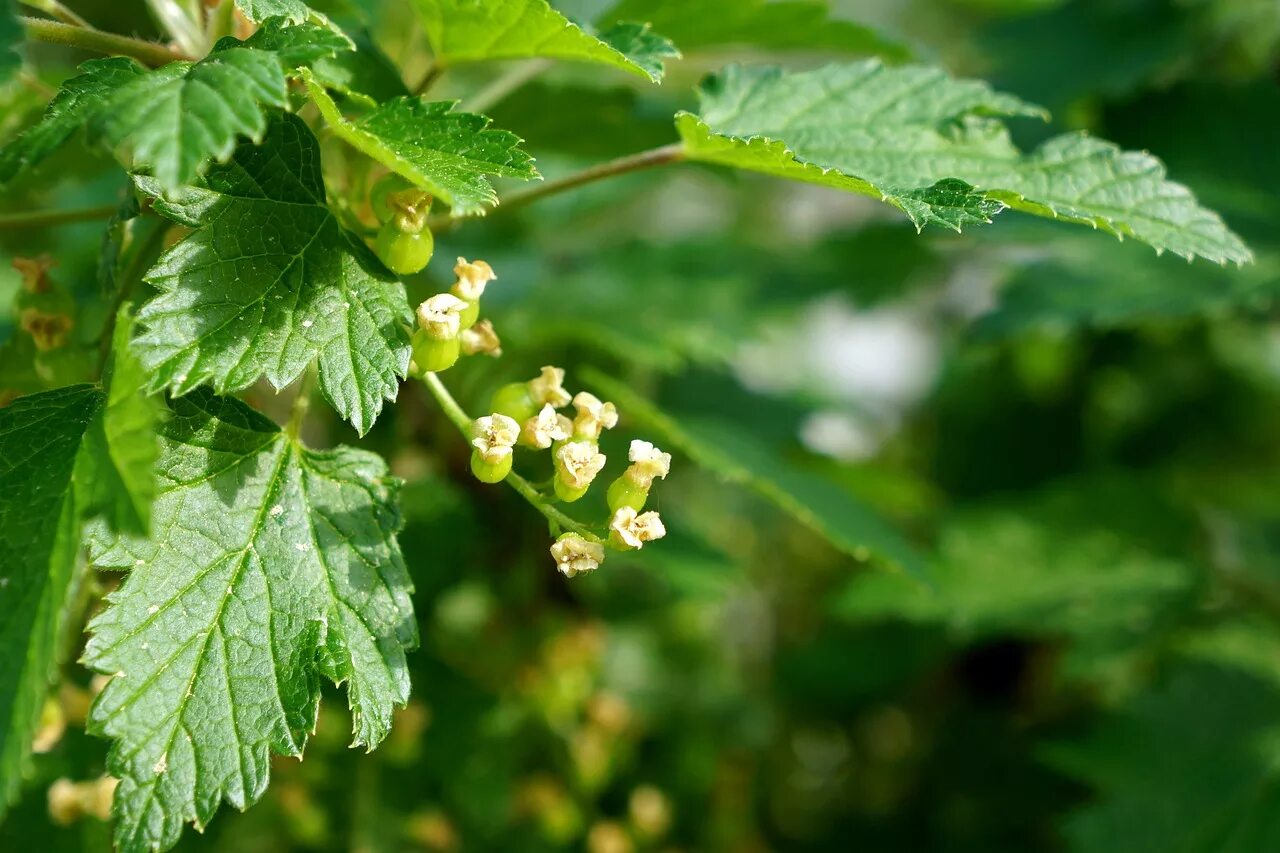 Ribes (смородина) Цветущая. Смородина цветет. Листья красной смородины. Красная смородина цветет.