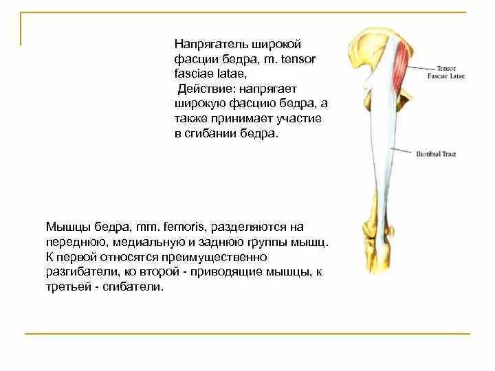 Собственная фасция бедра. Функции напрягателя широкой фасции бедра. Широкая фасция бедра анатомия крепление. Разгибатель широкой фасции бедра. Мышца напрягающая широкую фасцию бедра функции.