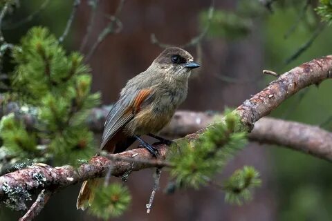 The nature of the, birds, three, lavskrike, pine - free image from needpix....