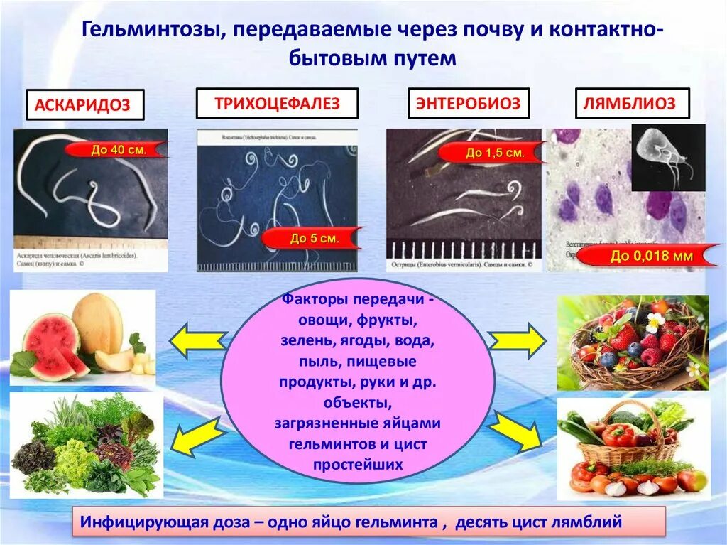 Гельминтозы, передаваемые через овощи. Пути заражения через почву. Пути заражения гельминтами у человека. Профилактика гельминтозов.