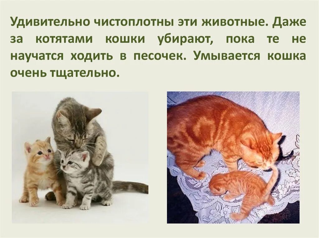 Кошки подобрать слово