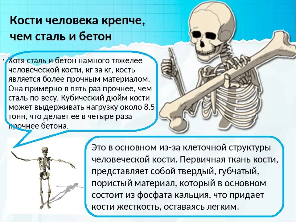 Кости можно есть. Кости человека. Интересные факты о костях человека. Самая тяжелая кость у человека.