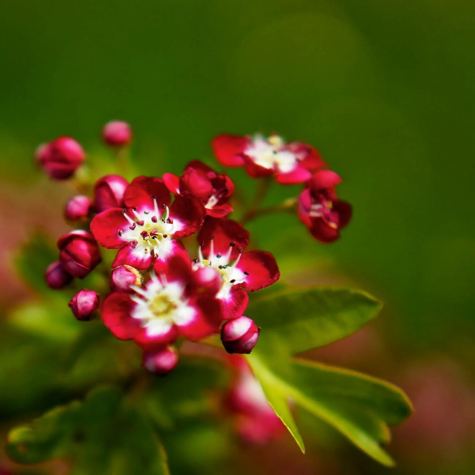 Тини цветок. Иль растение. Small Flowers. Красный одинокий крошечный цветок.