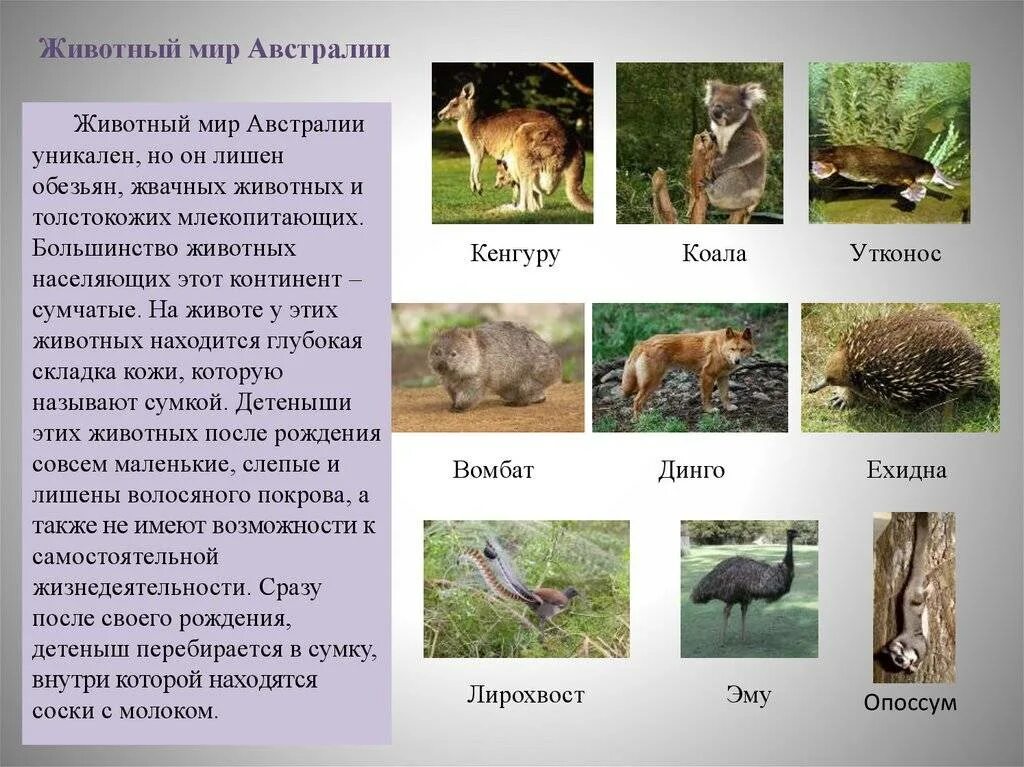 Животные австралии 7 класс кратко. Животные мир австралии. растительный и животный мир австралии. растения и животных австралии. австралия животный мир и растительный мир.