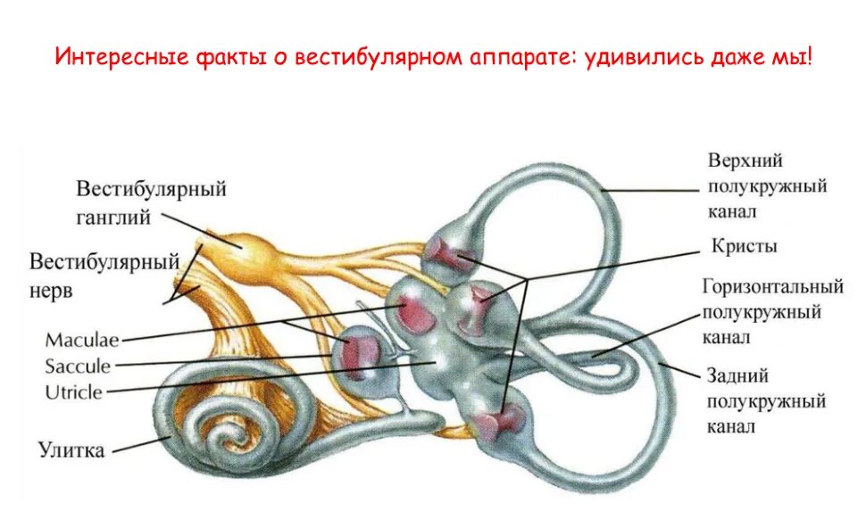 Какой цифрой обозначает вестибулярный аппарат. Орган слуха и вестибулярный аппарат. Рисунок 139 строение уха и вестибулярного аппарата. Улитка вестибулярный аппарат. Строение вестибулярного аппарата.