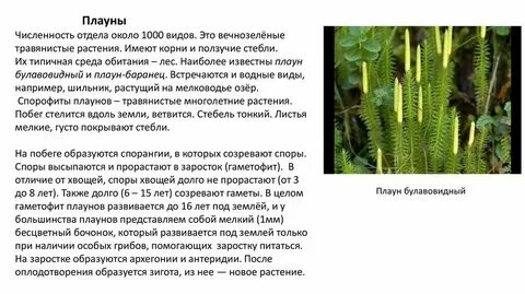 В медицине применяют плаун хвощ