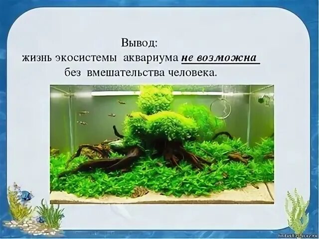 Для каких целей человек создает аквариум. Экосистема аквариума. Аквариум искусственная экосистема. Аквариум модель экосистемы. Искусственный биогеоценоз аквариум.