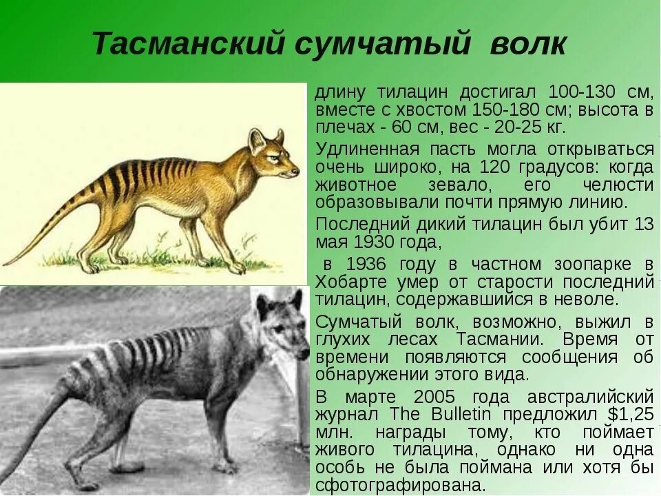 Все вымершие живут. Тасманийский сумчатый волк. Тасманийский волк (тилацин). Сумчатый волк жив. Вымершие животные тилацин.