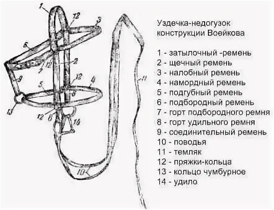 Сколько уздечек у мужчин