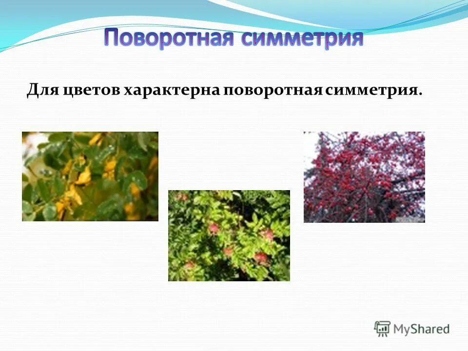 цветки характерны для