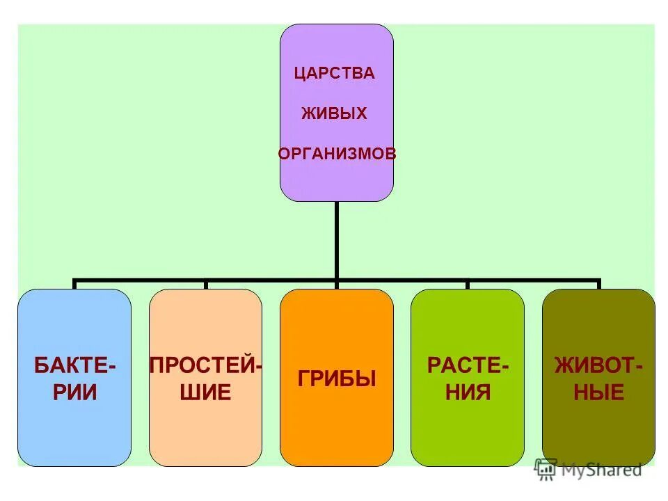 Основные царства живых организмов. Царства живых организмов презентация. Царством живых организмов являются. Система Царств живых организмов схема 5 класс биология. Грибы это живые организмы.