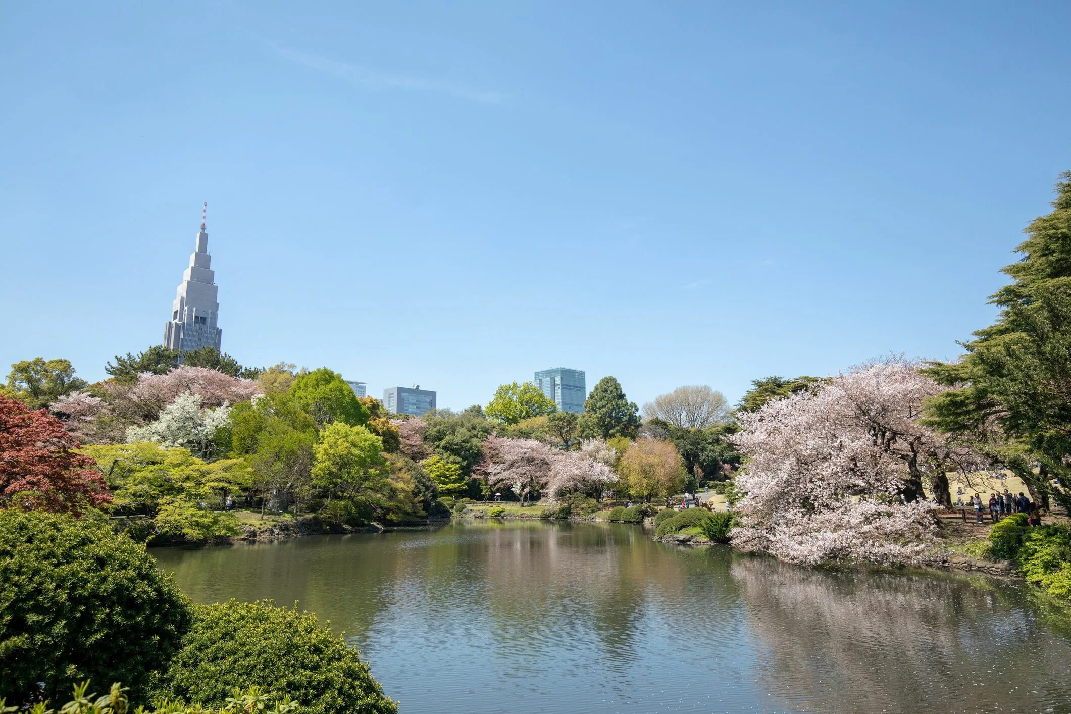 Уено. Синдзюку-гёэн Токио. Парк Уэно в Токио. Shinjuku Gyoen Park,Токио. Парк Синдзюку-гёэн Япония.