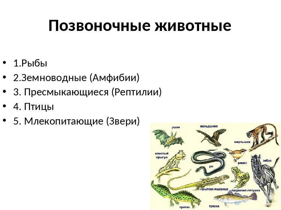 Млекопитающие и пресмыкающиеся и земноводные. Позвоночные животные. Классы позвоночных животных. Земноводные пресмыкающиеся птицы млекопитающие.