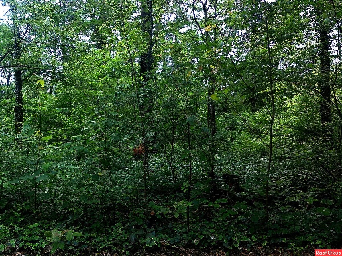 Лес, заросший плющом. Чаща роща тайга бор. Лесная роща или чаща. Тулиновский лес роща. Сосновый бор казань лес.