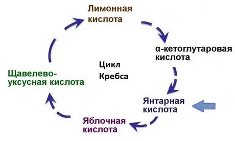 Янтарная кислота польза для человека