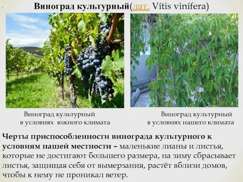 Происхождение культурного винограда. Доклад про виноград. Виноград культурный. Виноград культурный. Виноград (род).