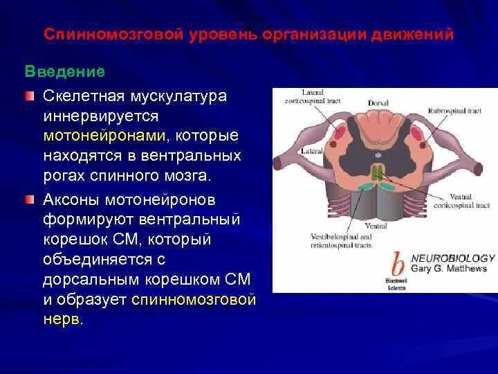 Двигательный передние рога спинного мозга. Вентральные рога спинного мозга. Задние рога спинного мозга. Мотонейроны, иннервирующие скелетную мускулатуру спинного мозга. Дорсальные и вентральные рога спинной мозг.