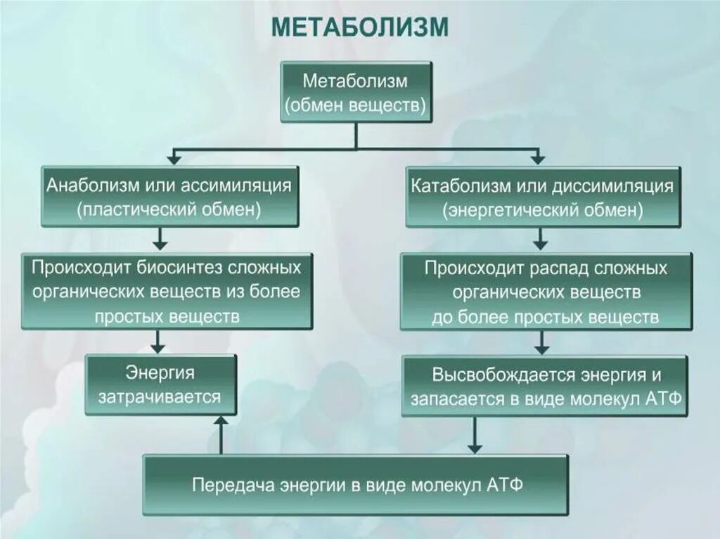 Пример процесса ассимиляции в организме человека. Схема процесса обмена веществ. Процесс метаболизма схема. Обмен веществ это процесс. Обмен веществ у человека схема.