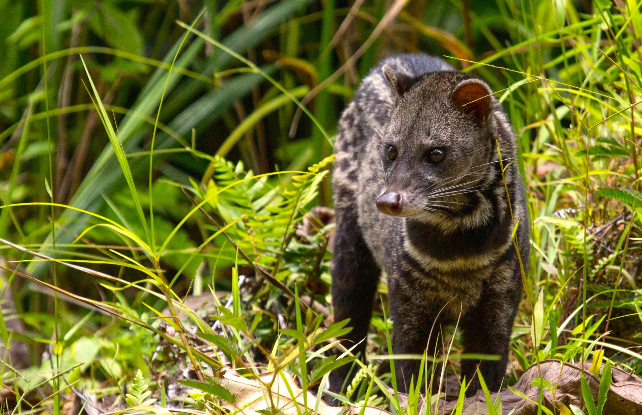виверровые генетта. циветта африканская животное. циветта. африканская циветта. виверровые мангусты.