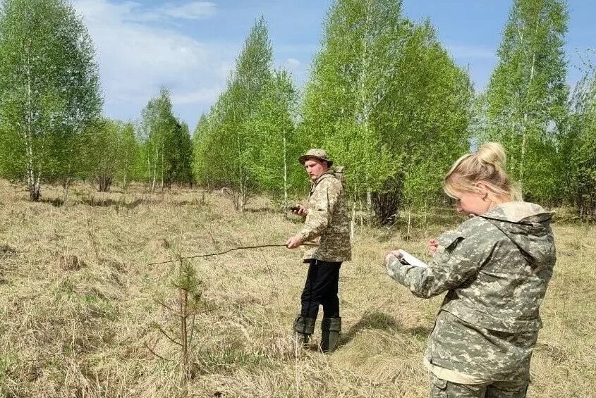 1024 лесовосстановление. Защита леса и лесовосстановление. Искусственное лесовосстановление. Лесовосстановление ранней весной. Комбинированный метод лесовосстановления.