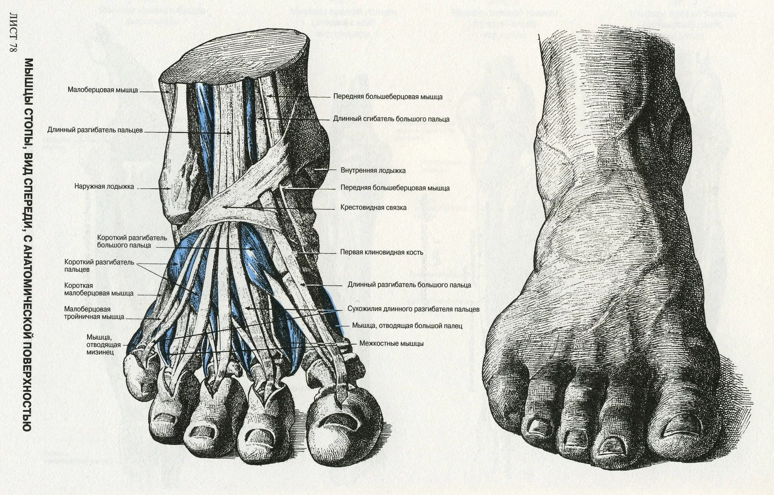 Foot muscle. Фриц Шидер анатомический атлас. Фриц Шидер анатомический атлас для художников. Мышцы подошвы стопы анатомия. Мышцы стопы анатомия человека рисунок.