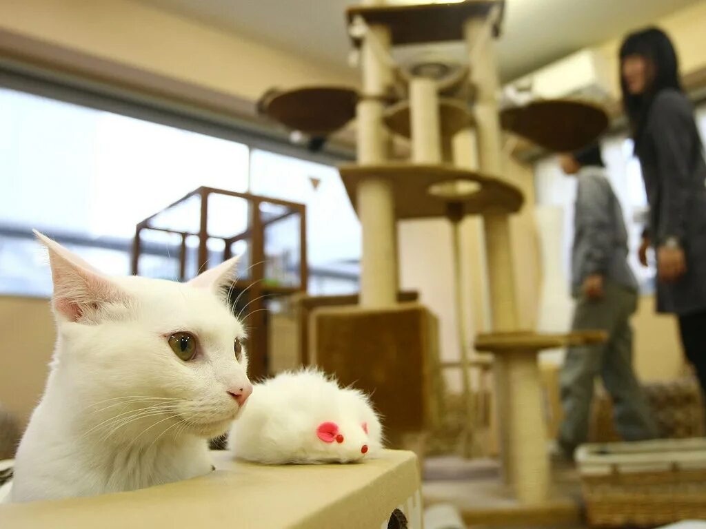 Кэт кафе. Кошачье кафе - "Cat Cafe" в Японии. Кошачьи кафе в Японии. Неко кафе в Японии. Котокафе в Японии.