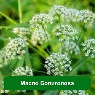 Растение но