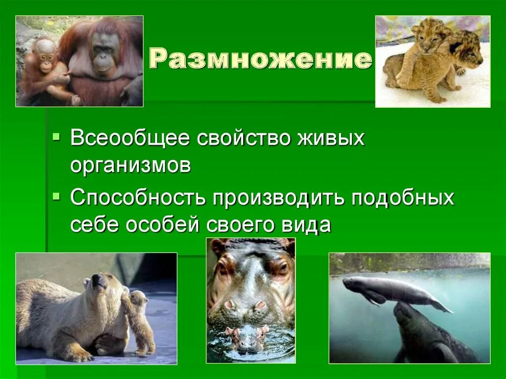 Размножение свойство живого. Размножение свойство живых организмов. Все живые организмы способны к. Половое размножение фото. Все живые размножаются