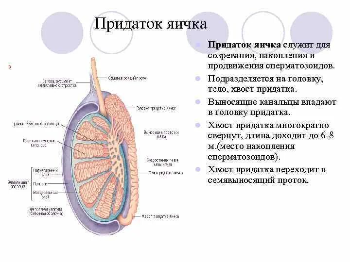 Образование придатка яичка. Строение яичка и придатка яичка. Мужская половая система придаток яичка. Придаток семенника выполняет функции следующие. Расширенная верхняя часть придатка яичка.