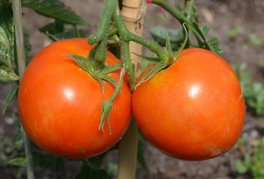 Ideas томат. Tomato girl. Tomato girl. Кёко помидорка. Tomato girl.