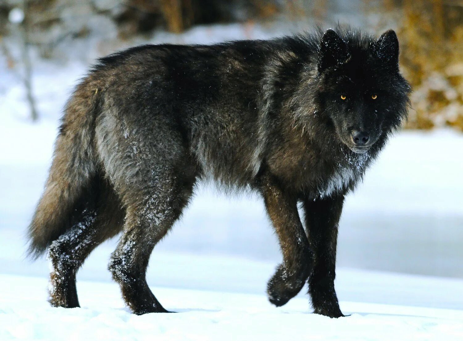 Какие волки крупнее. Волкособ канадский черный волк. Канадский волкособ. Волкособ вольфхунд. Волкособ Вульф черный.