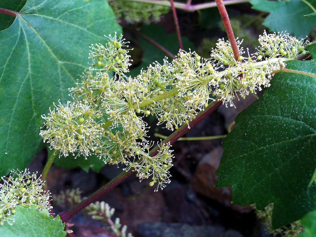 Виноград перед цветением. Vitis vinifera. Соцветие винограда. Виноградная лоза цветет. Кака цветет виноград.