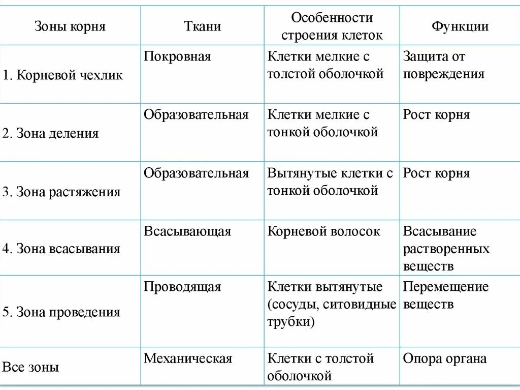 Зоны корня таблица строение и функции. Строение корня 6 класс биология таблица. Таблица клеточное строение корня 6 класс биология.