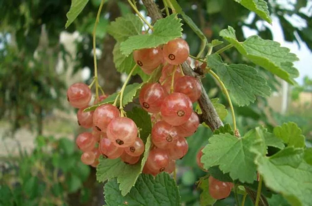 Смородина голландская розовая. Смородина Мускат розовый.