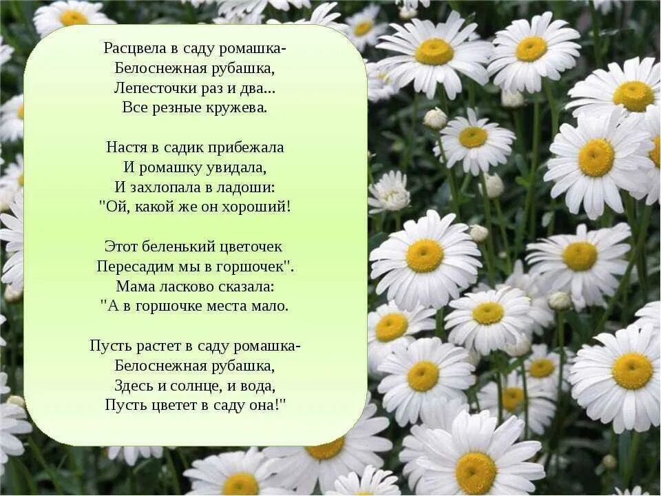 Адрес ромашки