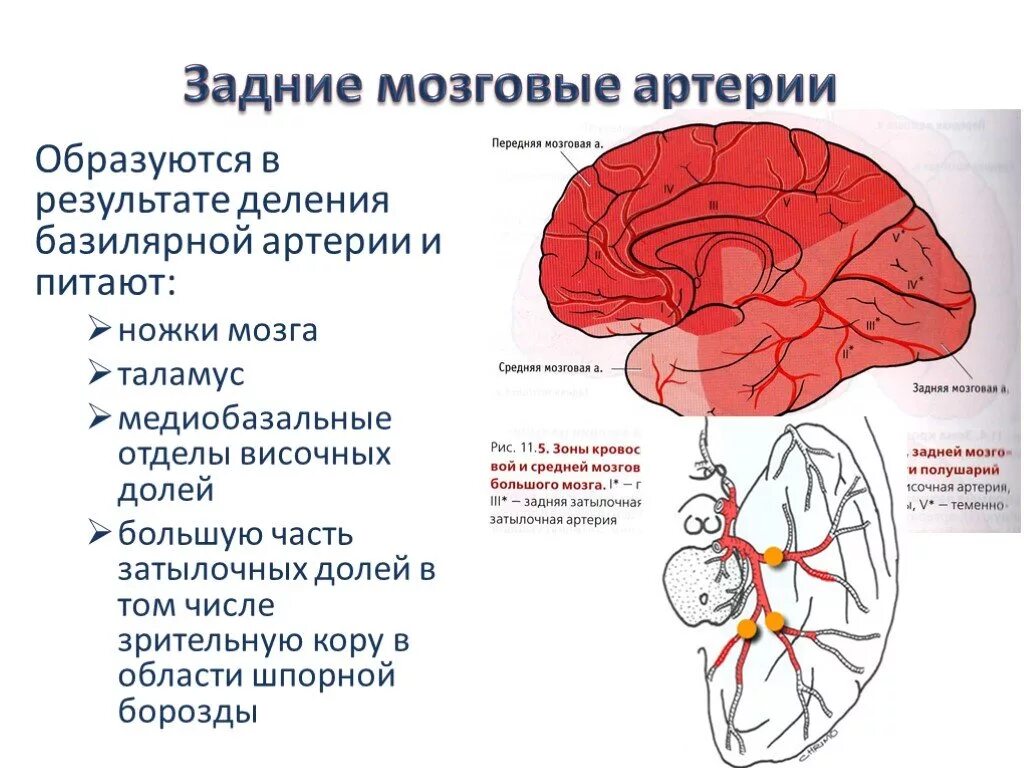 Инсульт правого бассейна. Область кровоснабжения задней мозговой артерии. Бассейн средней мозговой артерии. Задние отделы теменной доли кровоснабжение. Инсульт передней мозговой артерии симптомы.