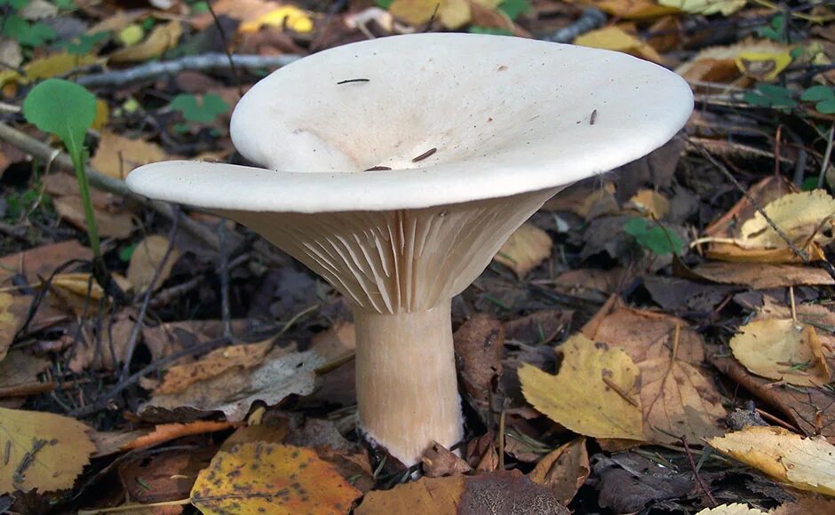 горчак гриб и желчный гриб.