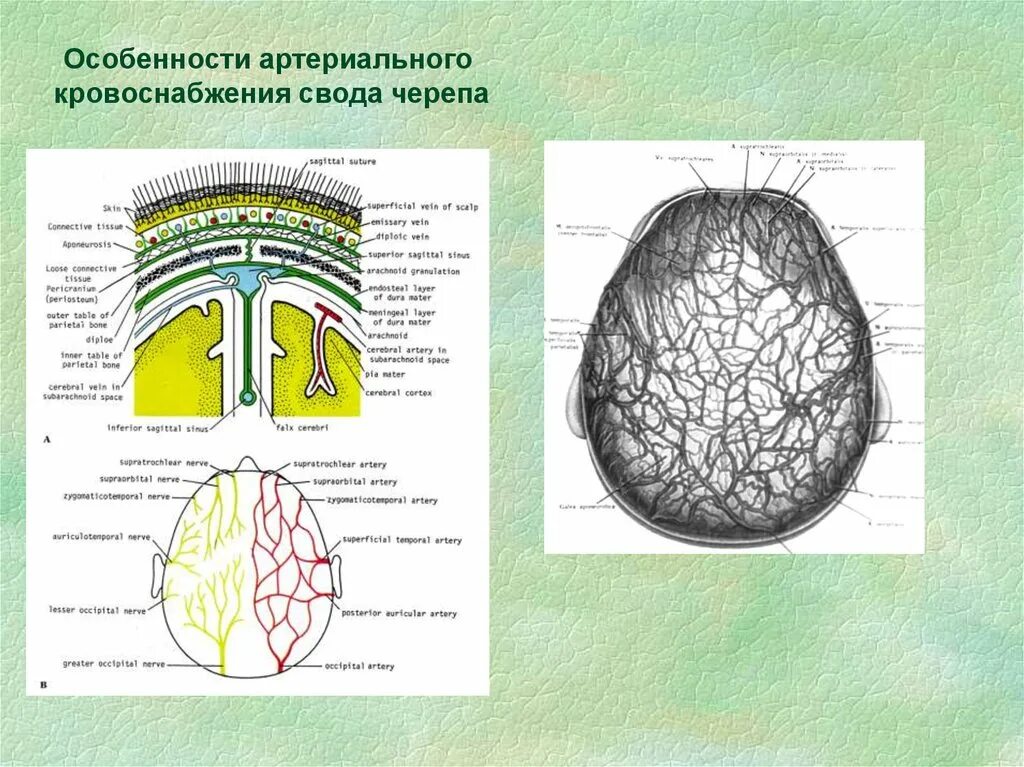 Кровоснабжение костей свода черепа. Особенности кровоснабжения покровов свода черепа.. Кровоснабжение мягких тканей свода черепа. Артериального кровоснабжения мягких покровов свода черепа;. Слои свода