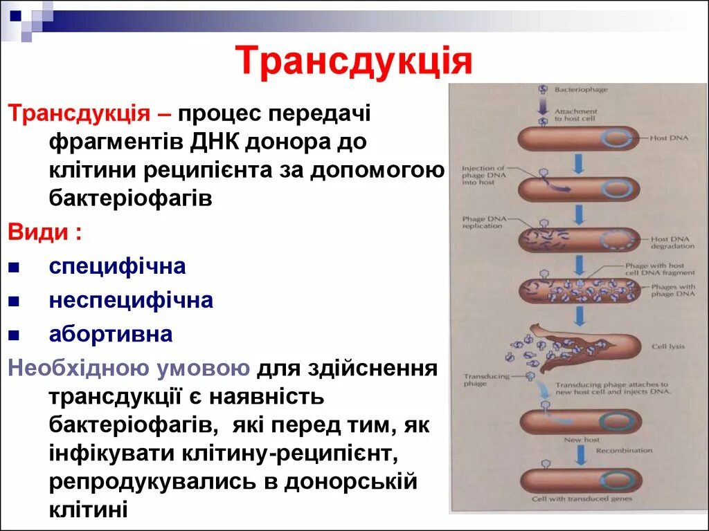 Донор днк. ДНК донор схема. Донорская ДНК. Почему ДНК донор протонов.