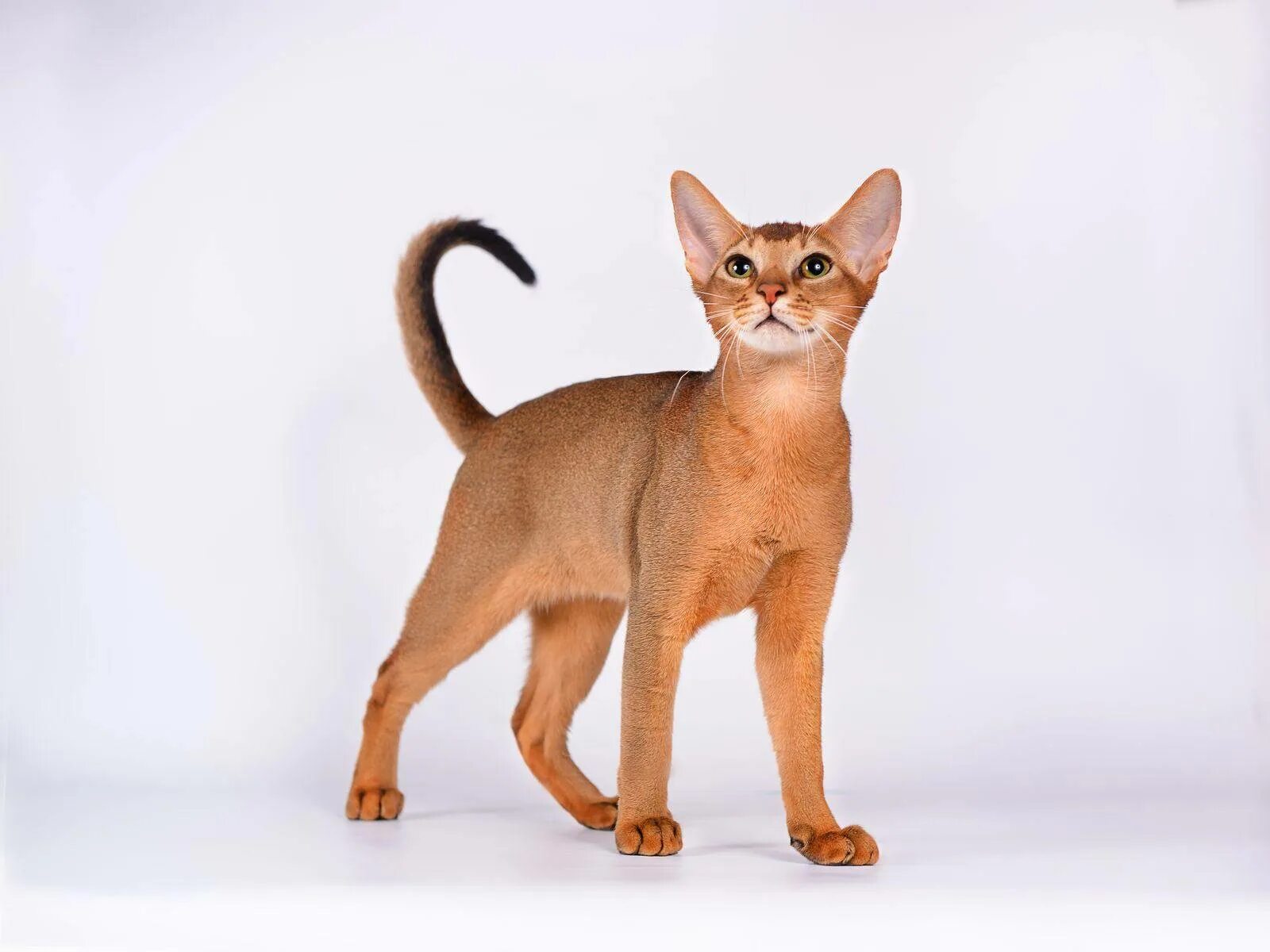 Фотографии абиссинскую породу. Абиссинская кошка. Абиссинская кошка пятнистая. Порода кошек абиссинец. Абиссинская кошка короткошерстная.