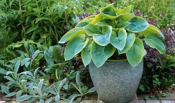 Хоста полив как часто. Хоста alan titchmarsh.